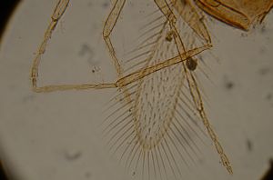 longispinosus Htype 16.jpg