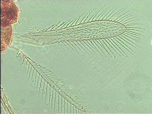 longispinosus Htype 2.jpg