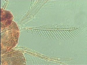 longispinosus Htype 3.jpg