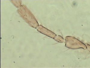 longispinosus Htype 6.jpg