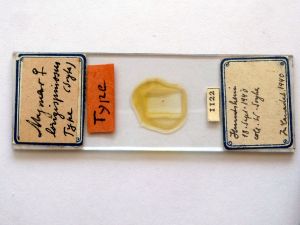 longispinosus Htype s.JPG