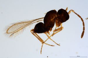 mirabilis  Soyka Htype 0.jpg