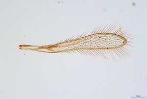 mirabilis Htype 0-1.jpg