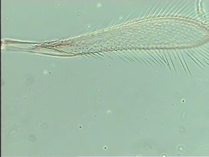 mirabilis Htype 1.jpg