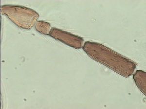 mirabilis Htype 10.jpg