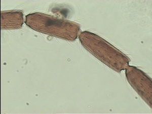 mirabilis Htype 11.jpg