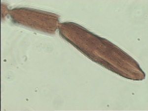 mirabilis Htype 12.jpg