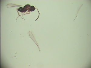 mirabilis Htype 13.jpg