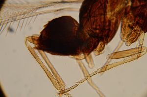 mirabilis Htype 15.jpg