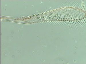 mirabilis Htype 2.jpg