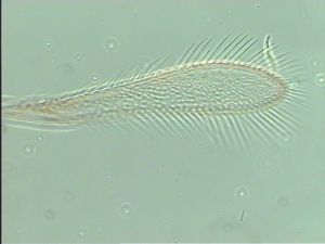 mirabilis Htype 3.jpg