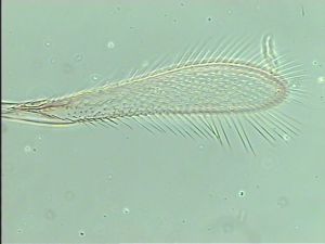 mirabilis Htype 4.jpg