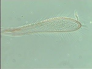 mirabilis Htype 5.jpg