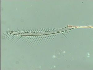 mirabilis Htype 6.jpg