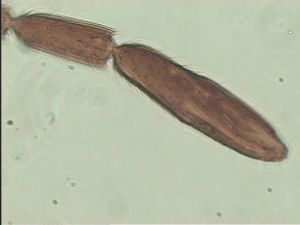 mirabilis Htype 7.jpg