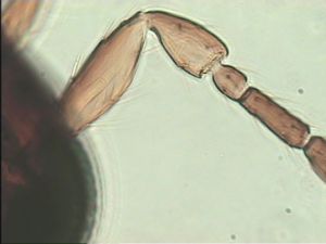 mirabilis Htype 9.jpg