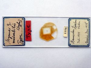 mirabilis Htype s.JPG