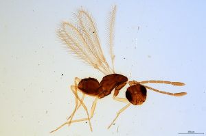 pilicornis  Soyka Htype 0.jpg