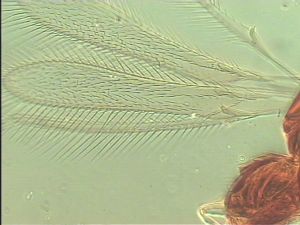 pilicornis Htype 1.jpg