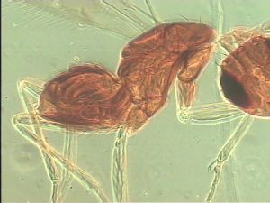 pilicornis Htype 10.jpg