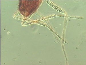 pilicornis Htype 11.jpg