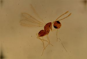 pilicornis Htype 12.jpg