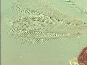 pilicornis Htype 2.jpg