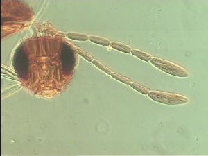 pilicornis Htype 3.jpg