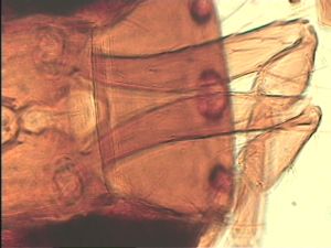 pilicornis Htype 4.jpg