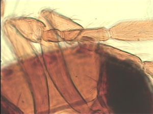 pilicornis Htype 5.jpg