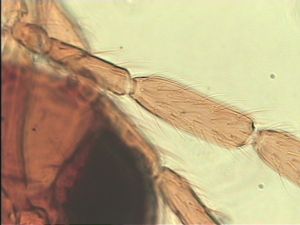 pilicornis Htype 6.jpg