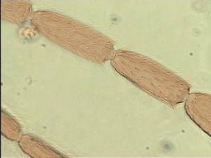 pilicornis Htype 8.jpg