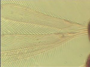 piliscapus 'Type' 1.jpg