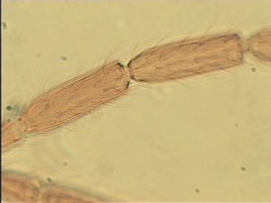 piliscapus 'Type' 11.jpg