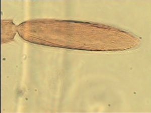 piliscapus 'Type' 13.jpg