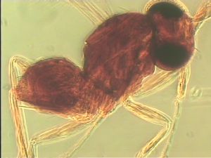 piliscapus 'Type' 14.jpg