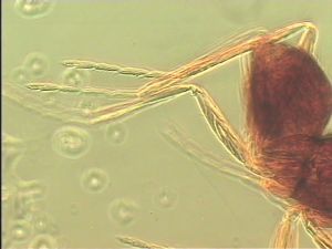 piliscapus 'Type' 15.jpg