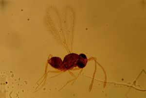 piliscapus 'Type' 16.jpg