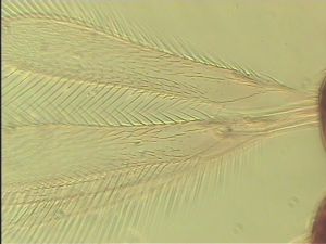 piliscapus 'Type' 2.jpg