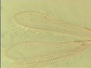 piliscapus 'Type' 3.jpg