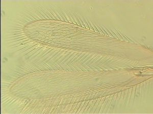 piliscapus 'Type' 4.jpg