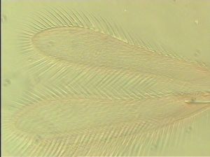 piliscapus 'Type' 5.jpg