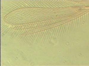 piliscapus 'Type' 6.jpg