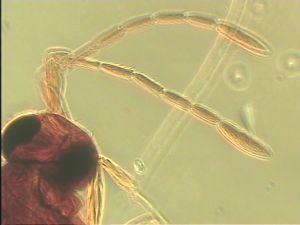 piliscapus 'Type' 8.jpg