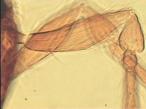 piliscapus 'Type' 9.jpg