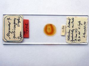 piliscapus 'Type' s.JPG