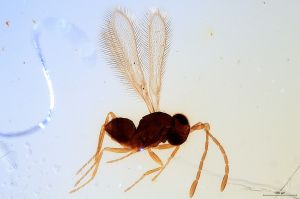 piliscapus Soyka 'Type' 0.jpg