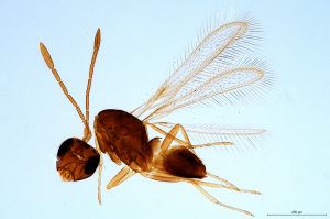 specialis  nom.d. 'Type'.jpg