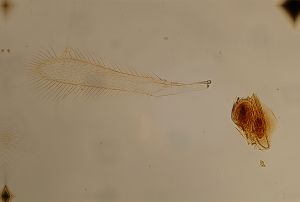 specialis nom.d. 1.jpg