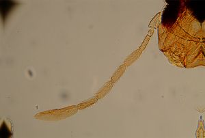 specialis nom.d. 2.jpg